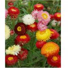 200 SEEDS Strawflower Tall Double Mix Cut Flower Mixed Colors