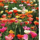 250 SEEDSMission Bells California Poppy Seeds