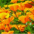 Orange California Poppy Seeds Flower Garden 500 SEEDS