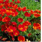200 SEEDS Red Chief California Poppy Seeds | Non-GMO