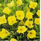 Missouri Yellow Primrose 50+ Seeds