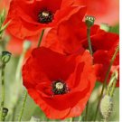 1000 SEEDS RED CORN POPPY FLOWER