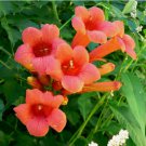 HUMMINGBIRD TRUMPET CREEPER VINE Campsis Radicans Flower Seeds 70 pcs