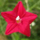 CARDINAL CLIMBER HUMMINGBIRD VINE RARE BEES FLOWER BLOOMS TRELLIS USA 10 SEEDS