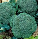 BROCCOLI WALTHAM SEEDS HEIRLOOM VEGETABLE GARDEN NON-GMO  1200 pcs