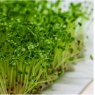 Broccoli Microgreen Seeds - Organic Seeds - Non Gmo 200 SEEDS
