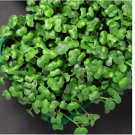 200 SEEDS Cabbage Microgreen Seeds - Organic Seeds - Non Gmo