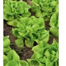 Bibb Butterhead Lettuce Seeds, NON-GMO 2000 SEEDS