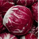 PALLA ROSSA RADICCHIO 1000 SEEDS Endive