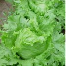 Iceberg Lettuce Seeds Crisphead Romaine Lettuce Bulk Lettuce seeds 1000 SEEDS