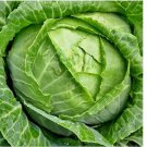 COPENHAGEN MARKET EARLY CABBAGE 500 SEEDS