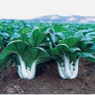 CANTON PAK CHOI CABBAGE 500 SEEDS