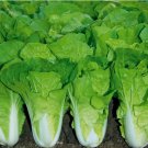 Chinese Cabbage seeds Pak Choi 500 SEEDS