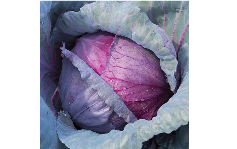 Red Acre Cabbage Seeds | Non-GMO 100 SEEDS