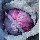 Red Acre Cabbage Seeds | Non-GMO 100 SEEDS