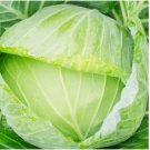 50 SEEDS Golden Acre Cabbage Seeds | NON-GMO