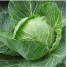 100 SEEDS Organic Golden Acre Cabbage Seeds, Heirloom