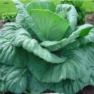10 SEEDS Giant Cabbage - Seeds - Organic - Non Gmo
