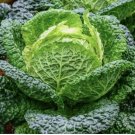 500 SEEDS Savoy Perfection Cabbage Seeds | NON-GMO