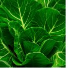 Champion Collard Greens Seeds | Vegetable Seeds | NON GMO 1000 SEEDS