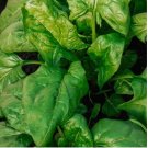 Giant Noble Spinach Seeds, 50 Day Harvest! NON-GMO 500-5000 SEEDS