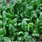 100 SEEDS Spinach Seeds Giant Noble Vegetable Garden NON-GMO