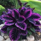 Purple Tip Calathea Couture Flower Indoor or Outdoor Beautiful Plant 25 SEEDS