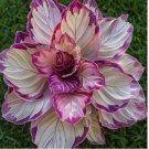 Velvet Flame Calathea Seeds for Garden Planting 25 SEEDS