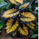 Sunburst Calathea Seeds for Garden Planting 25 SEEDS