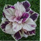 Purple Beauty Calathea Seeds for Garden Planting 25 SEEDS