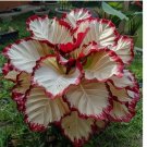 Crimson Burst Calathea Seeds for Garden Planting 25 SEEDS