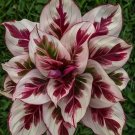 Burning Crimson Calathea Seeds for Garden Planting 25 SEEDS