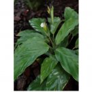 Micans Calathea Seeds for Garden Planting 25 SEEDS