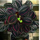Dottie Calathea Seeds for Garden Planting 25 SEEDS