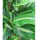 Silver Stripe Calathea Seeds for Garden Planting 25 SEEDS