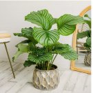 Round-Leaved Calathea Seeds for Garden Planting 25 SEEDS