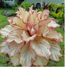 Red Ash Calathea Seeds for Garden Planting  25 SEEDS