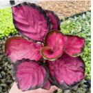 Pink Rosy Calathea Couture Flower Indoor or Outdoor Beautiful Plant 25 SEEDS