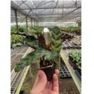Calathea Lancifolia 'Rattlesnake' Plant Flower 25 SEEDS