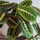 Prayer Calathea Seeds for Garden Planting 25 SEEDS