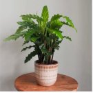 Furry Feather Calathea Seeds for Garden Planting 25+pcs