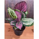 Eclipse Calathea Seeds for Garden Planting 25+pcs