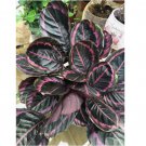 Edgy Pink Calathea Couture Flower Indoor or Outdoor Beautiful Plant 25 SEEDS