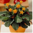 Eternal Flame Calathea Seeds for Garden Planting 25 SEEDS