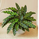 Rattlesnake Calathea Seeds for Garden Planting 25 SEEDS