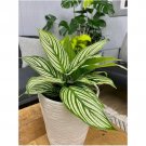 Elliptica Calathea Seeds for Garden Planting 25 SEEDS