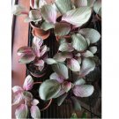 Pink Aurora Calathea Seeds for Garden Planting 25+pcs