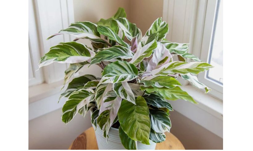 White Fusion Calathea Seeds for Garden Planting 25 SEEDS