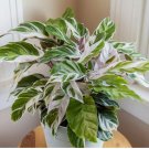 White Fusion Calathea Seeds for Garden Planting 25 SEEDS