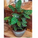 Peacock Calathea Seeds for Garden Planting 25+ pcs